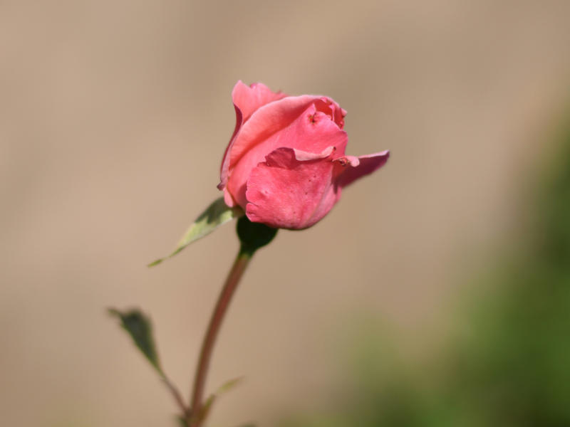 featured images